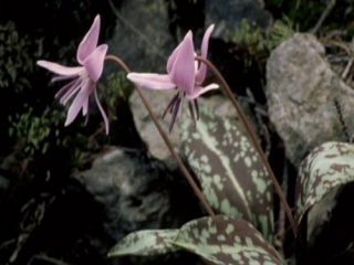 Erythronium dens-canisHondstand bestellen